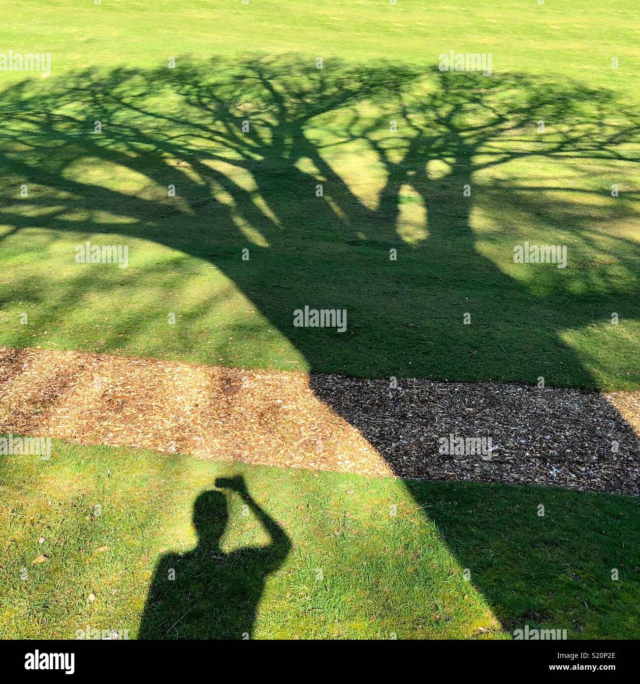 Silhouette Schatten einer Eiche auf grünem Gras und der Schatten einer Person, die ein Foto mit einem Telefon Stockfoto