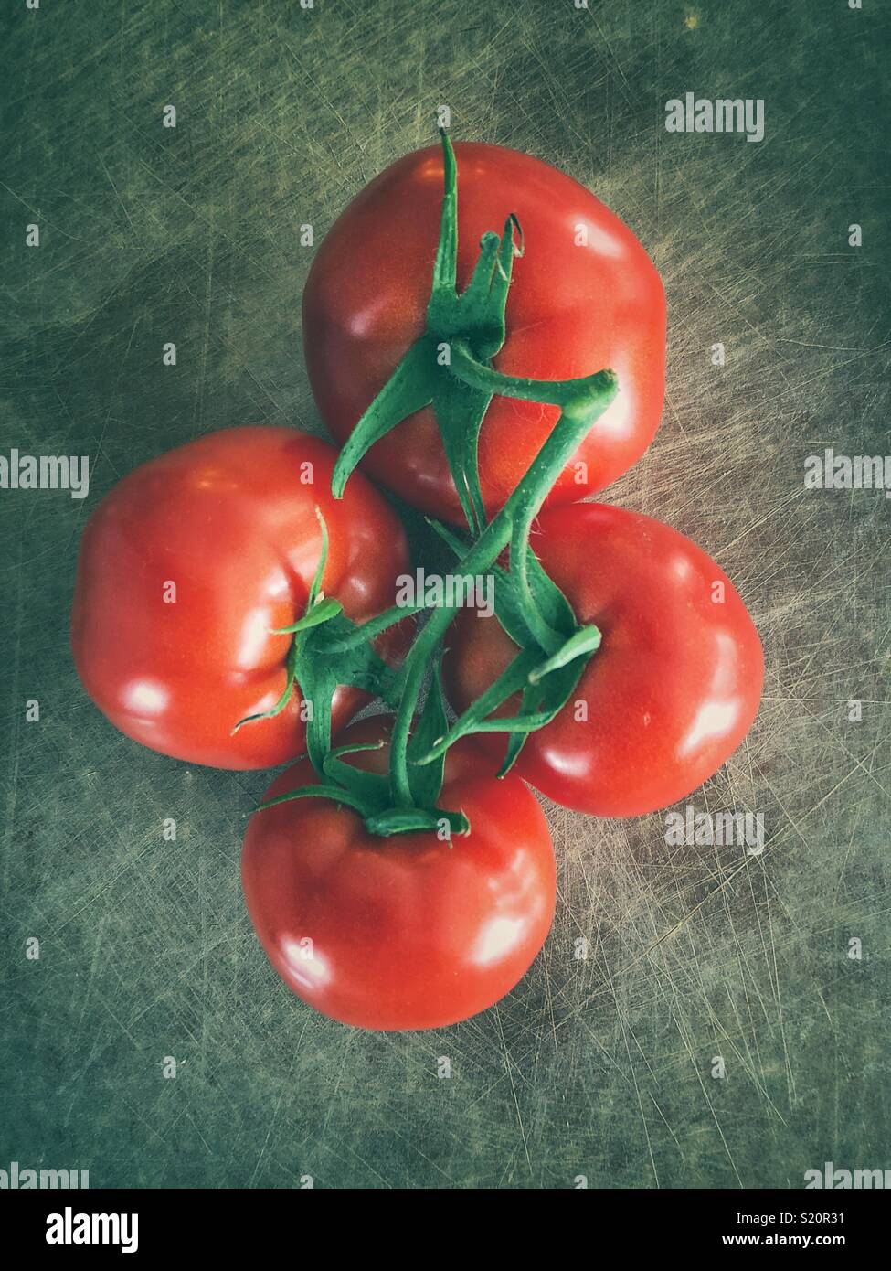 Vier frische abgeholt rote Tomaten auf der Rebe auf einem rustikalen Oberfläche - Smartphone-aufgenommenes Stockfoto