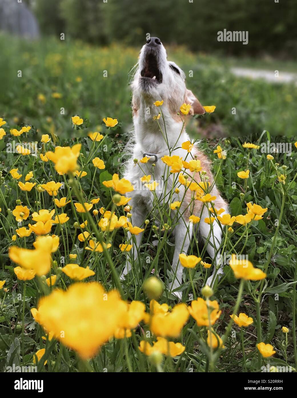 Howling Jack Russell Terrier Stockfoto