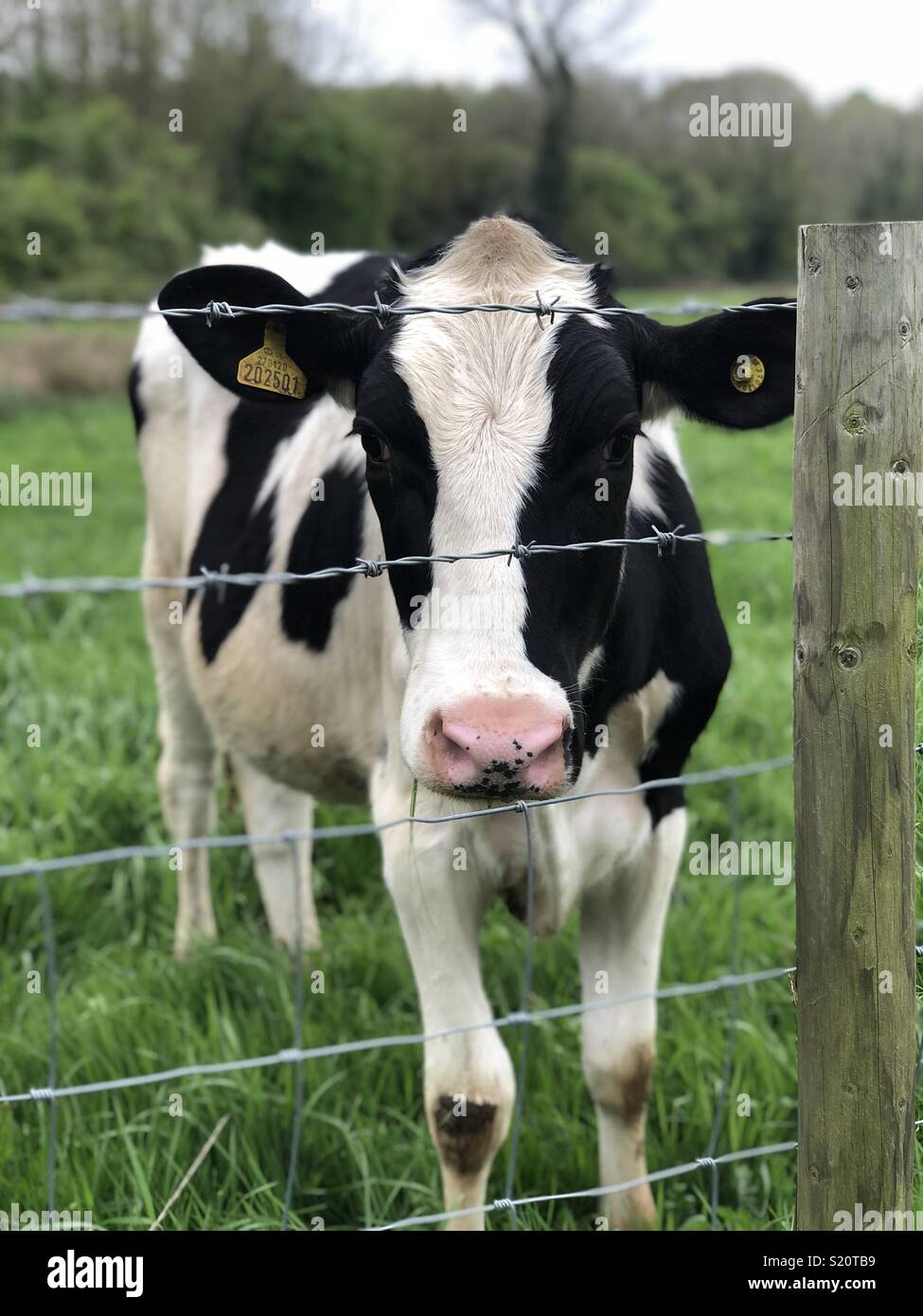 Kuh hinter Zaun Stockfoto