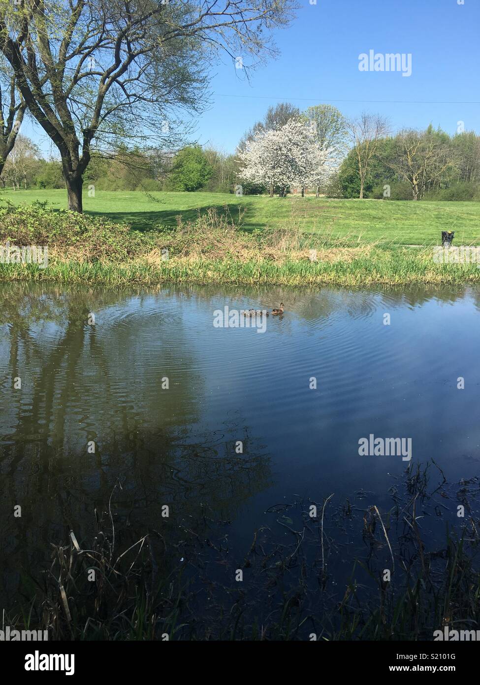 Mutter Ente und Babys auf dem Kanal Stockfoto