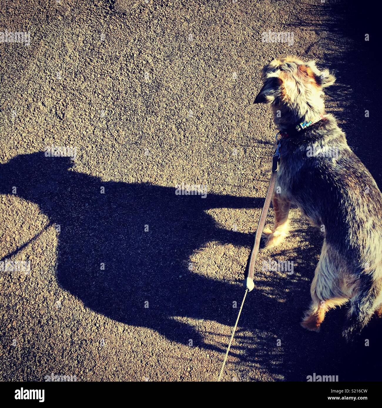 Ich und mein Schatten. Border Terrier Dog walk Stockfoto
