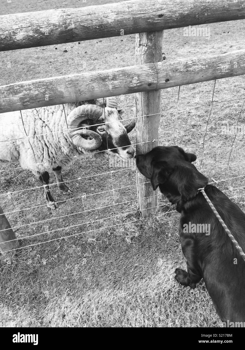Hund trifft Schafe Stockfoto