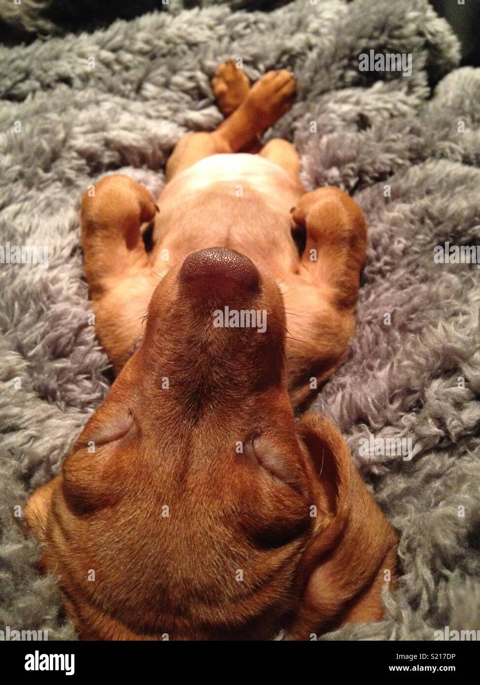 Wurst Hund in ein Nickerchen Stockfoto