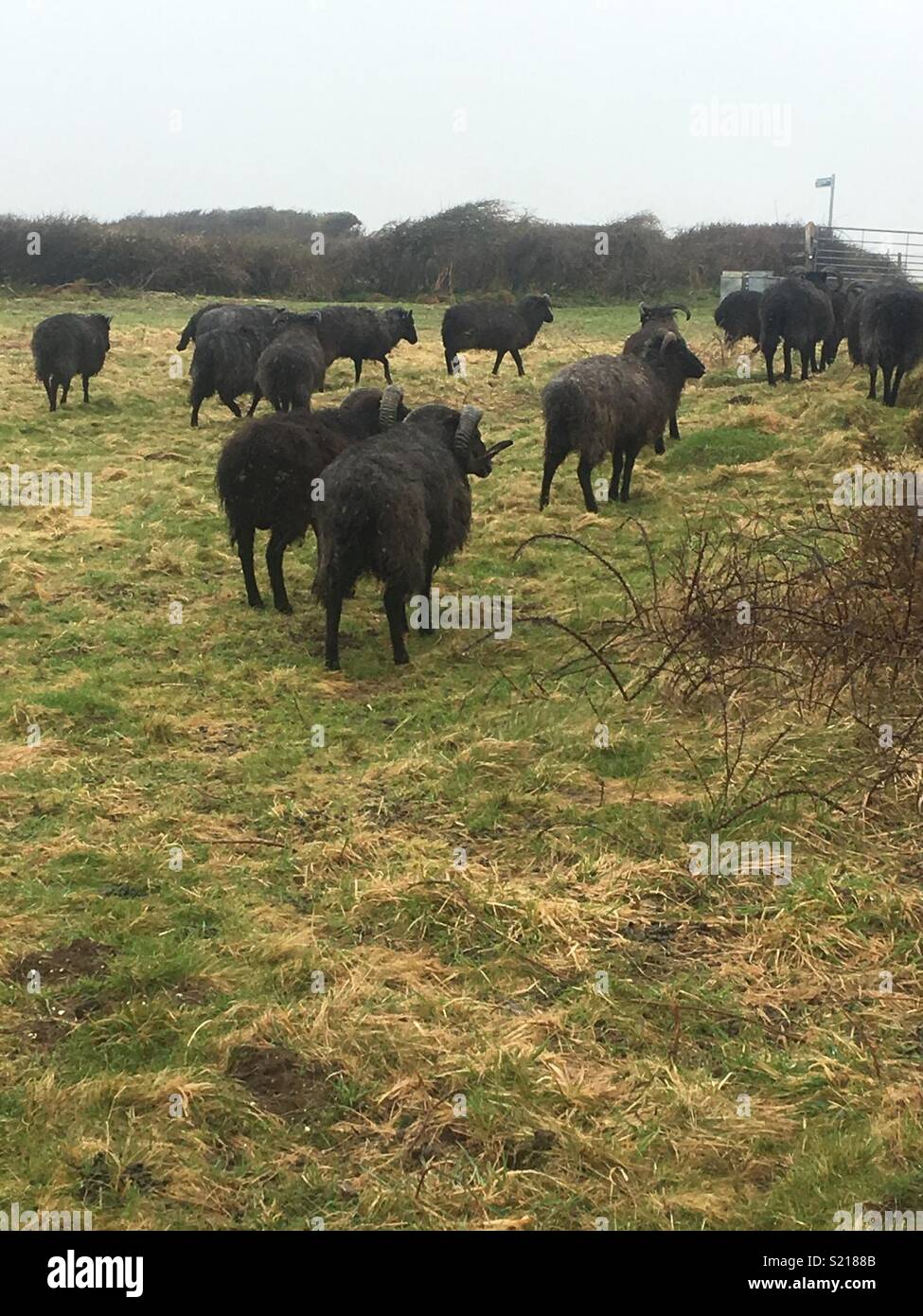 Schwarze Schafe laufen Stockfoto