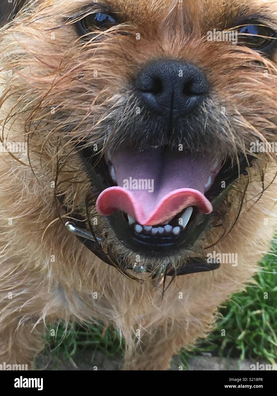 Oz Mops X Border Terrier Stockfotografie Alamy
