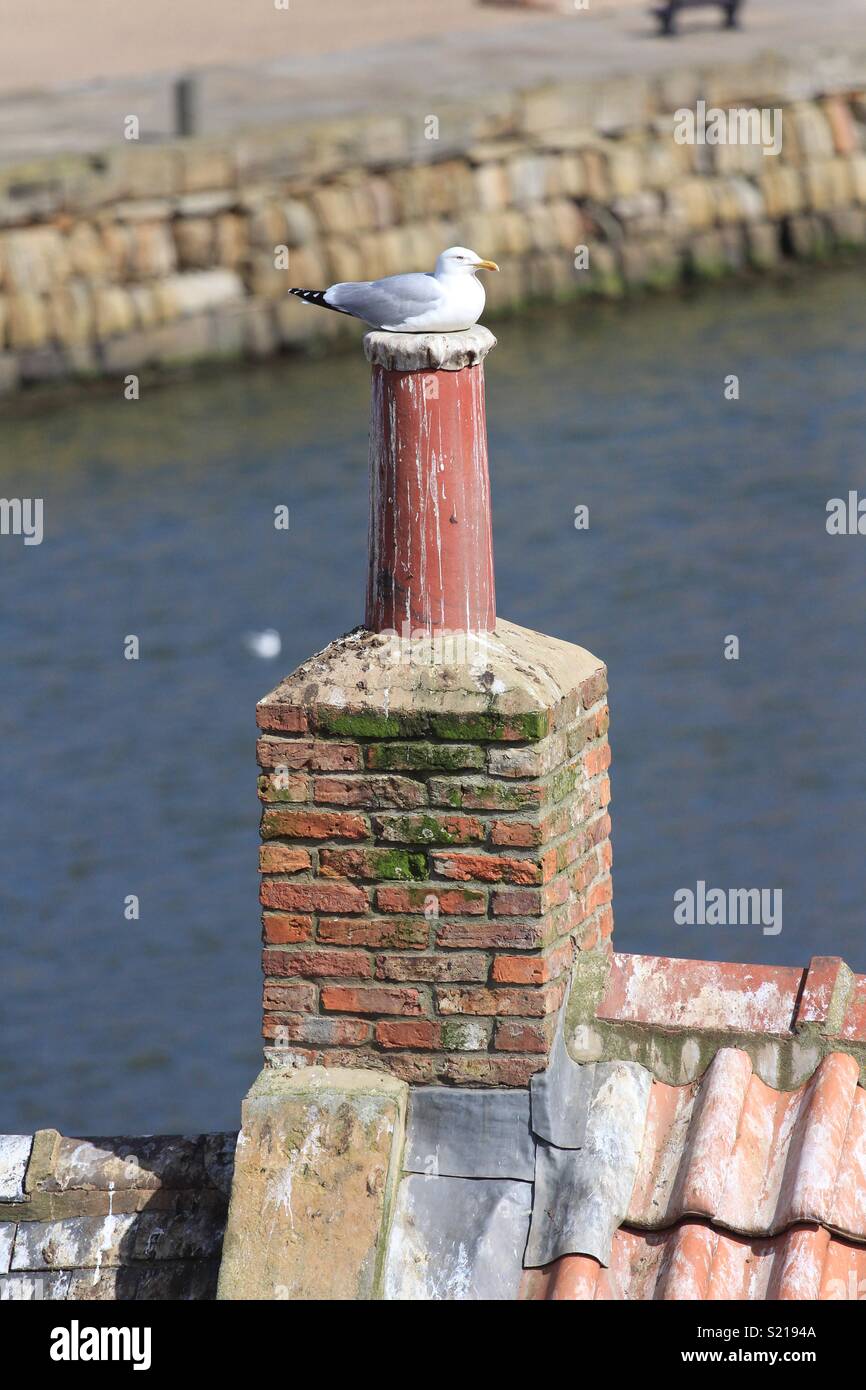 Seagull sitzt auf dem Schornstein der Sonnenschein am Whitby, Yorkshire, England zu genießen Stockfoto