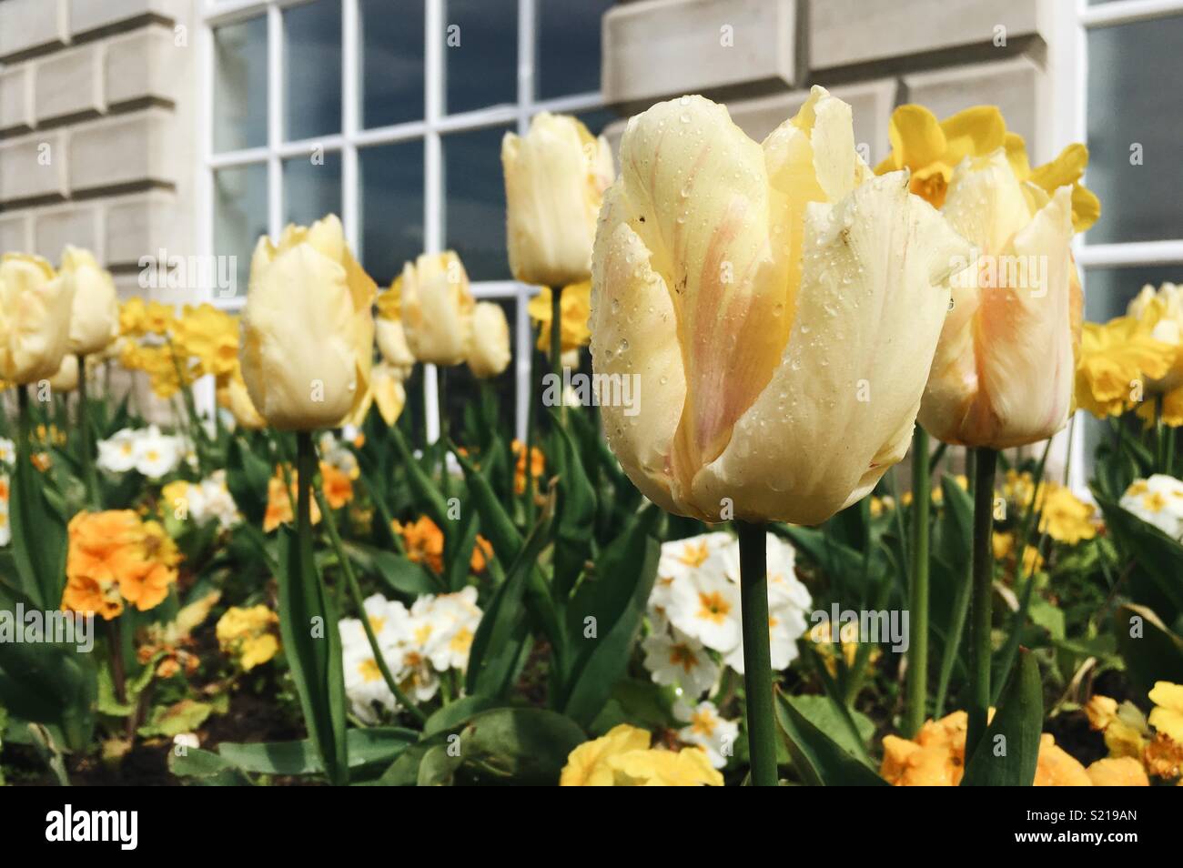 Tulpen und Narzissen im Frühjahr Stockfoto