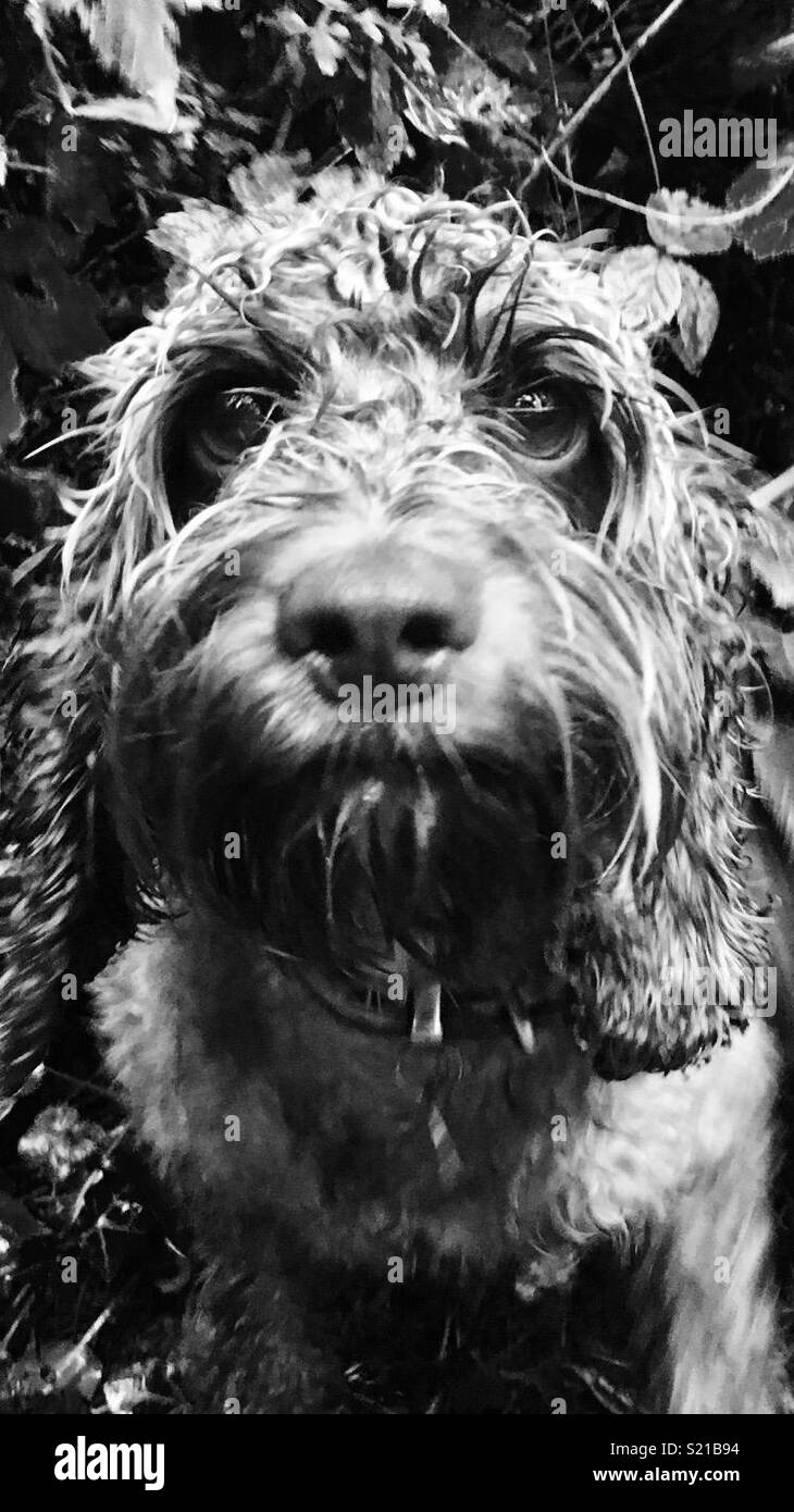 Cockapoo nasser Hund im Regen. Schwarz und Weiß Stockfoto