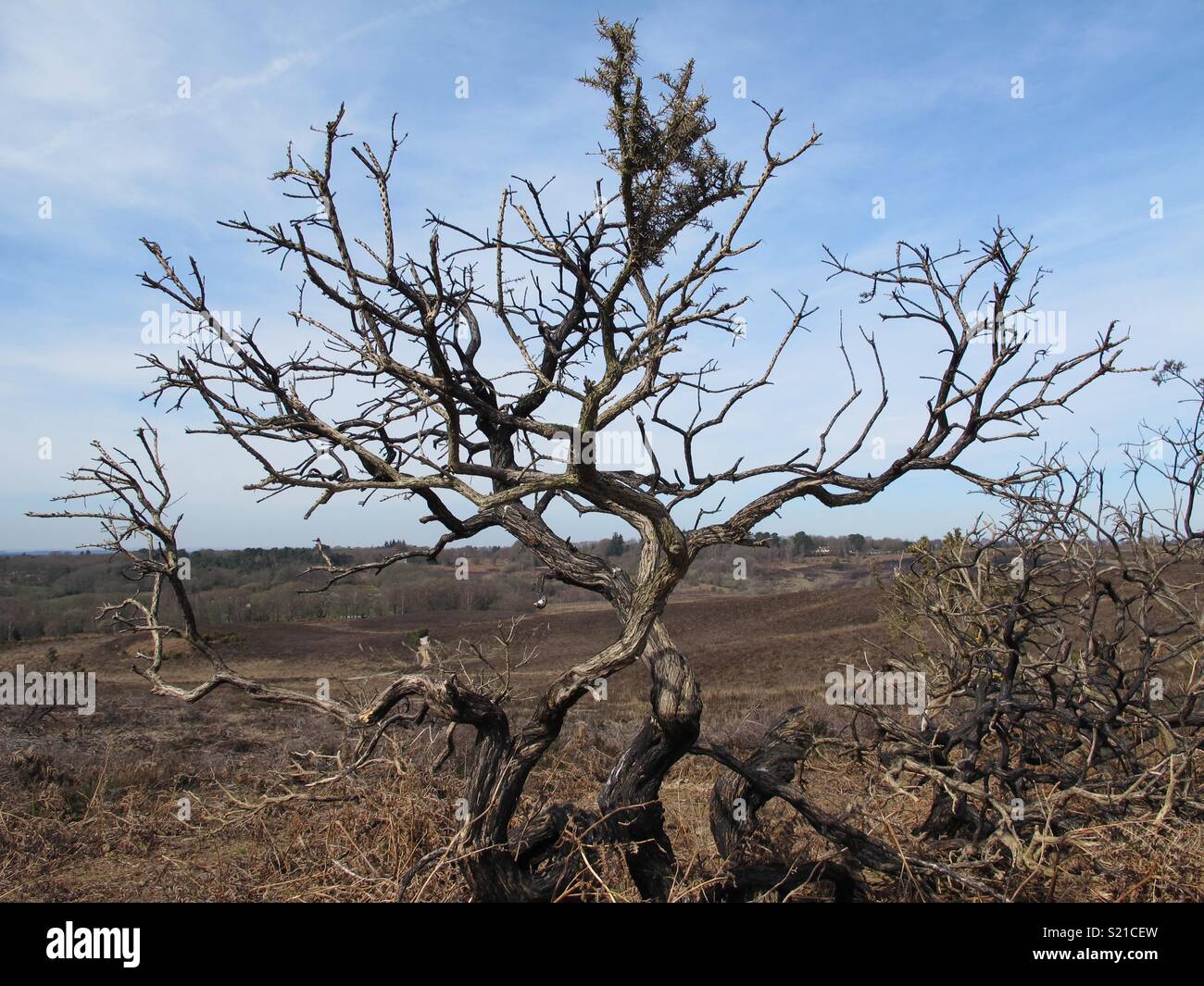 Verbrannt Ginster bush Skeleton Stockfoto