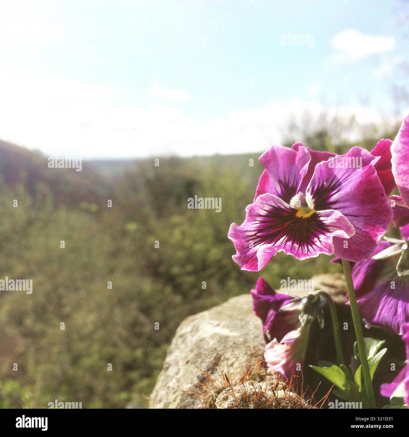 Blumen sind recht Stockfoto