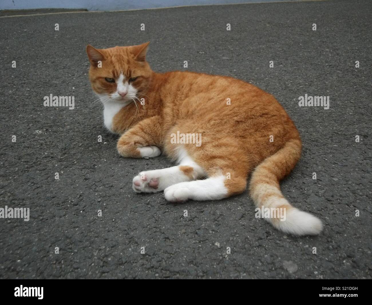 Ingwer Tom Cat Sonnenbaden Stockfoto