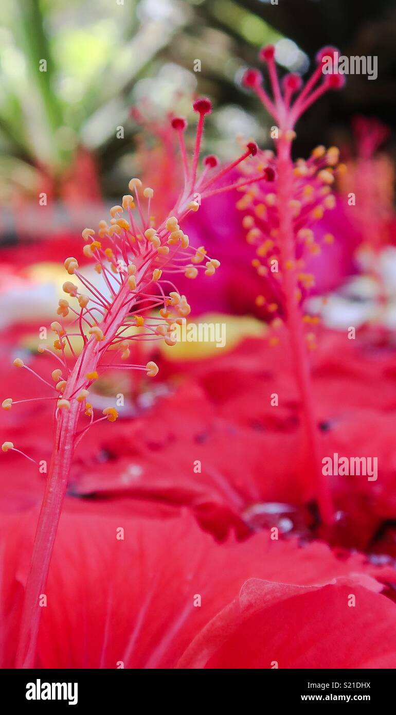 Hibiskus Blumen Indien Stockfoto