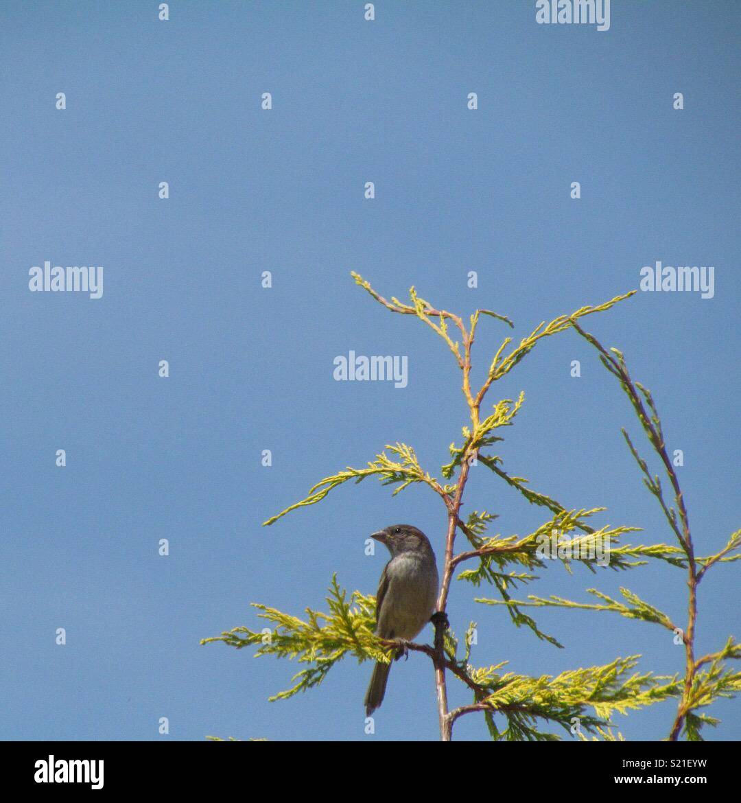 Frühling-Vogel Stockfoto