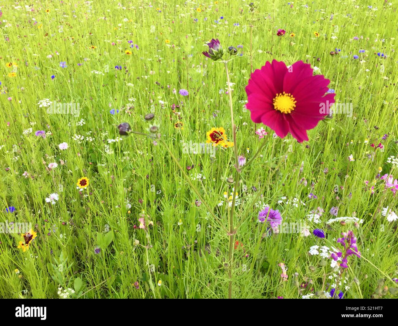 Wilde Wiese mit cerise Kosmos Blume. - Smartphone-aufgenommenes Stockfoto
