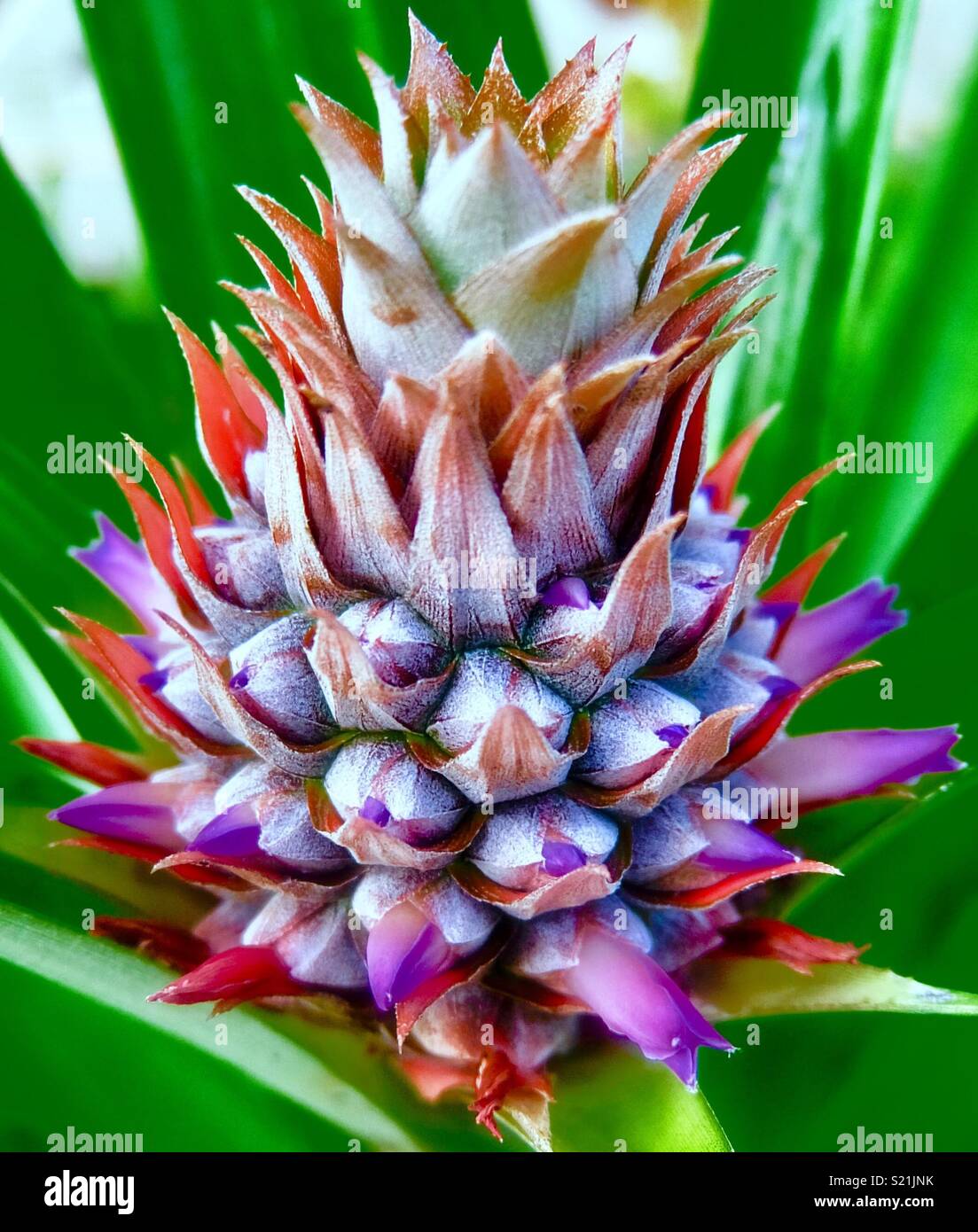 Ananas-Blüte Stockfoto