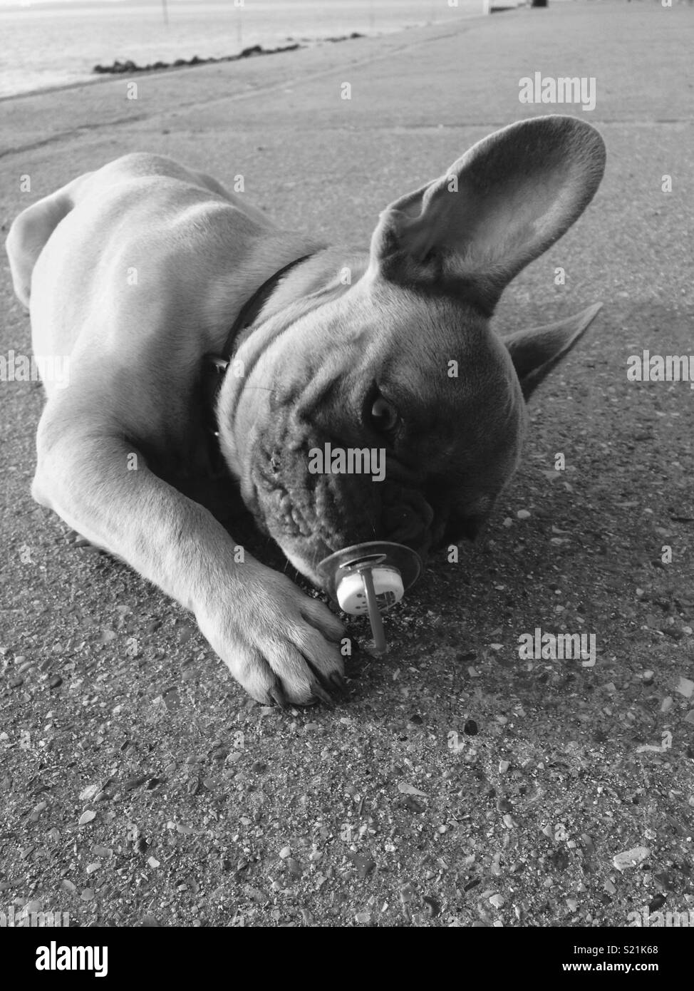 Susse Franzosische Bulldogge Welpen Spielen Mit Dummy Im Mund Am Strand Wie Ein Baby Stockfotografie Alamy