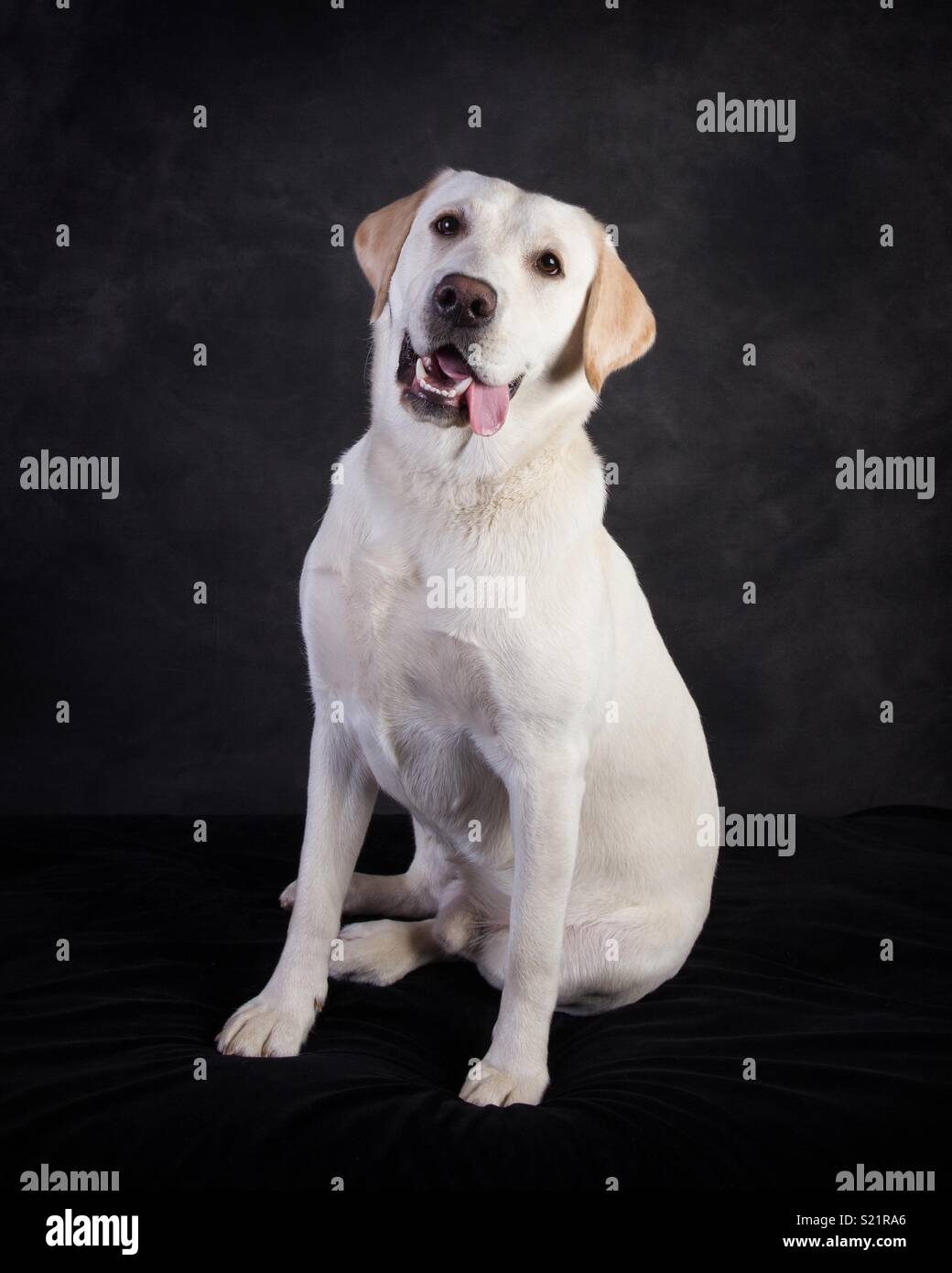 "Buddy" der Hund Stockfoto