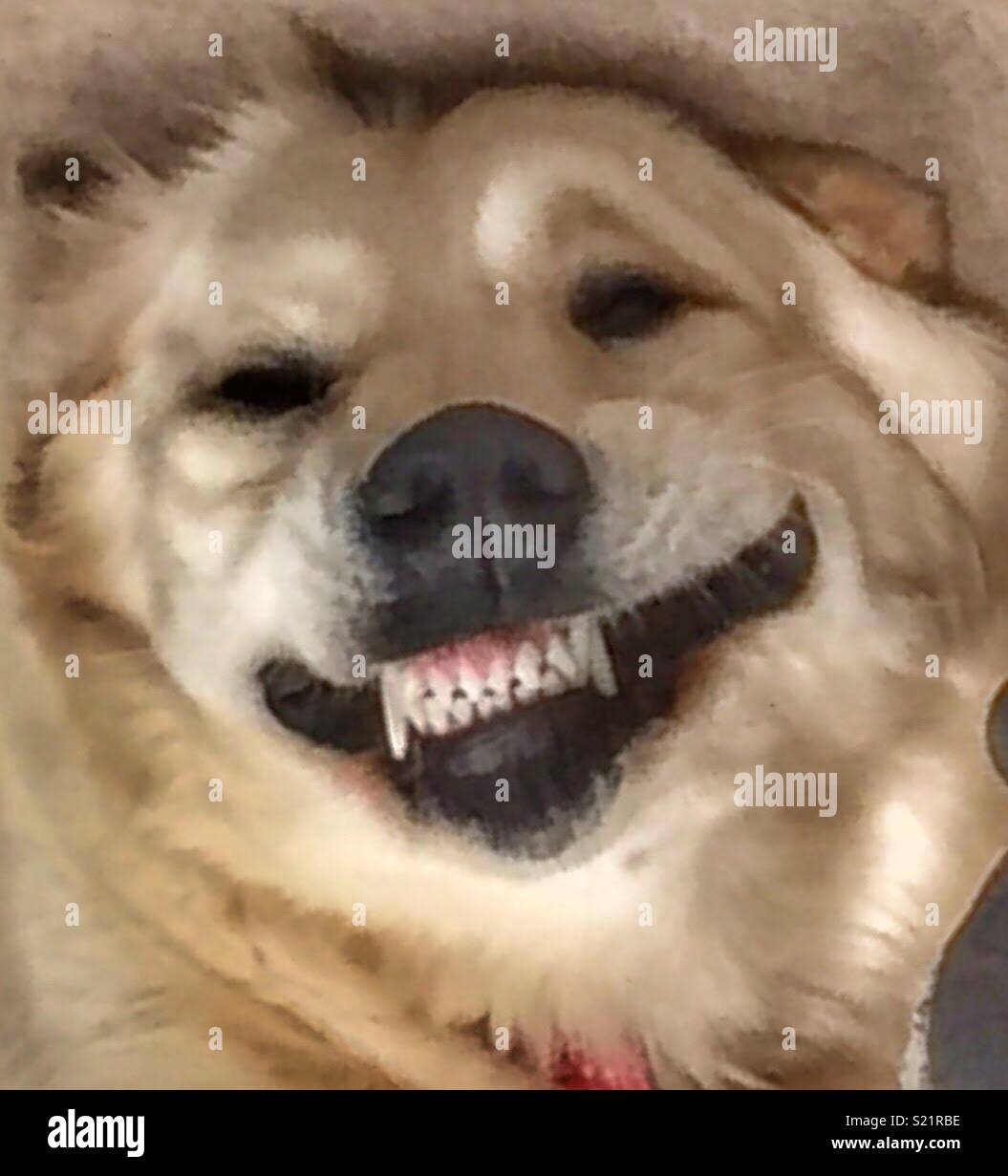 Hund lachen Stockfoto