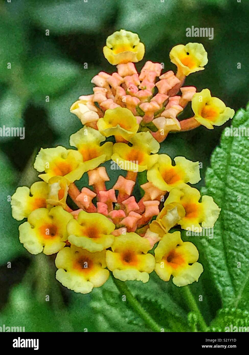 Gelbe Blumen blühen, Lantana camara - Smartphone-aufgenommenes Stockfoto