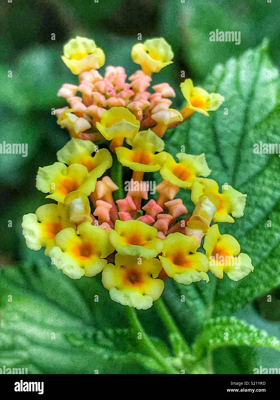 Kleine gelbe Blumen blühen, Lantana camara - Smartphone-aufgenommenes Stockfoto