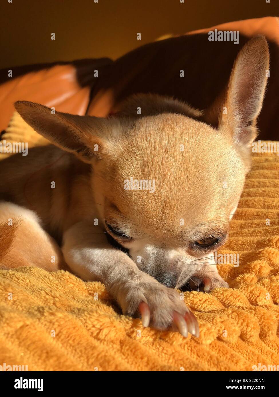 Chihuahua Stockfoto