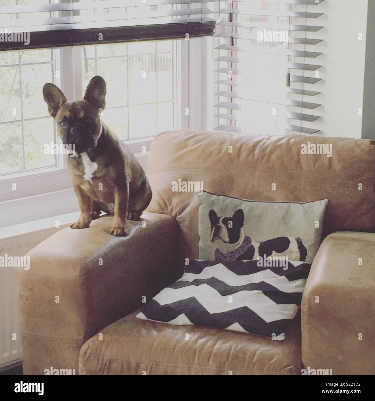 Französische Bulldogge auf Sofa mit Kissen Stockfoto