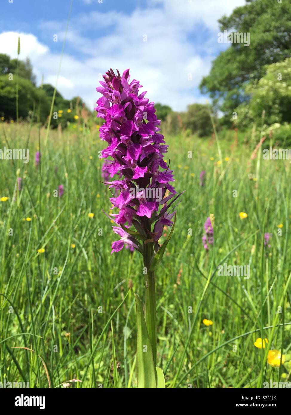 Wilde orchidee Fotos und Bildmaterial in hoher Auflösung Alamy
