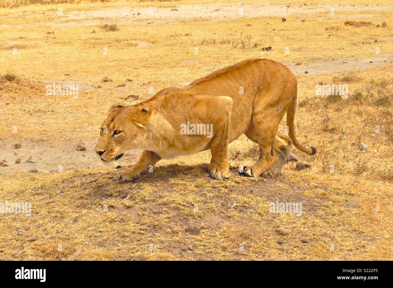 Lion stalking einige Zebra bereit zu stürzen. Stockfoto