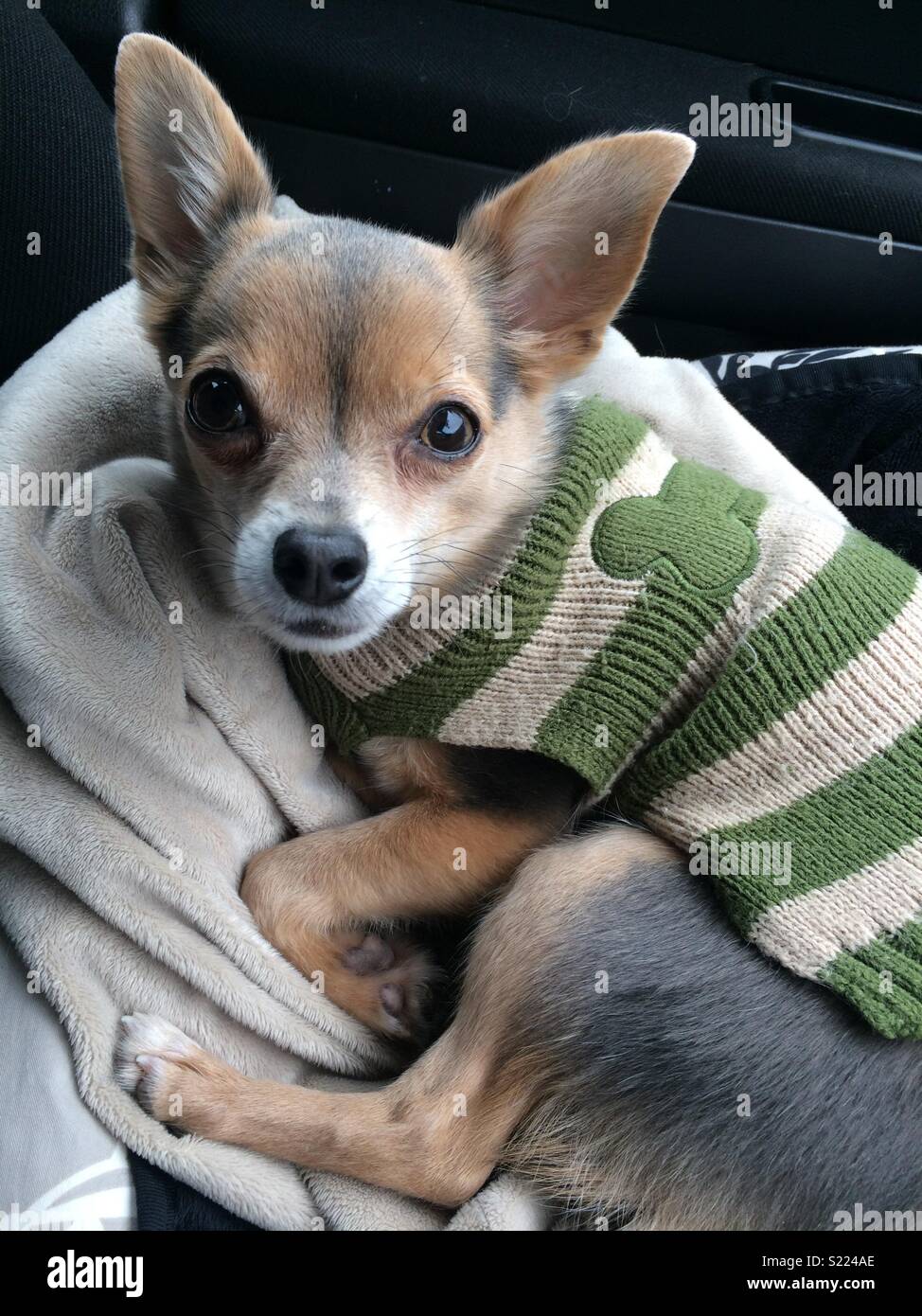 Chihuahua Im Auto Stockfotos und -bilder Kaufen - Alamy