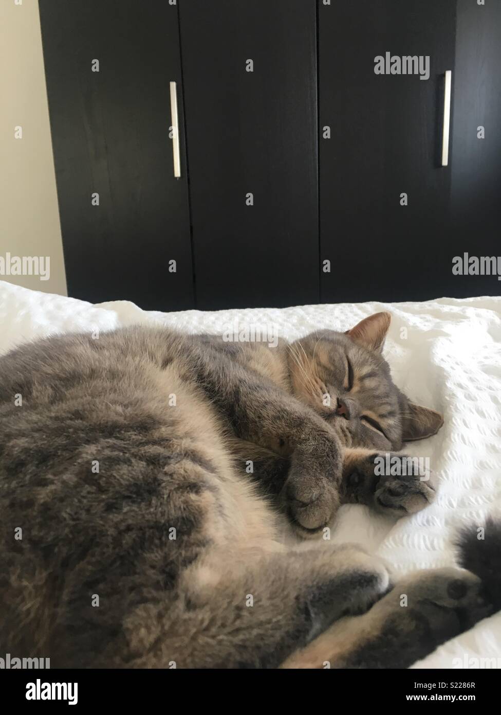 Britisch Kurzhaar Silver Tabby Katze Schlafen Stockfoto