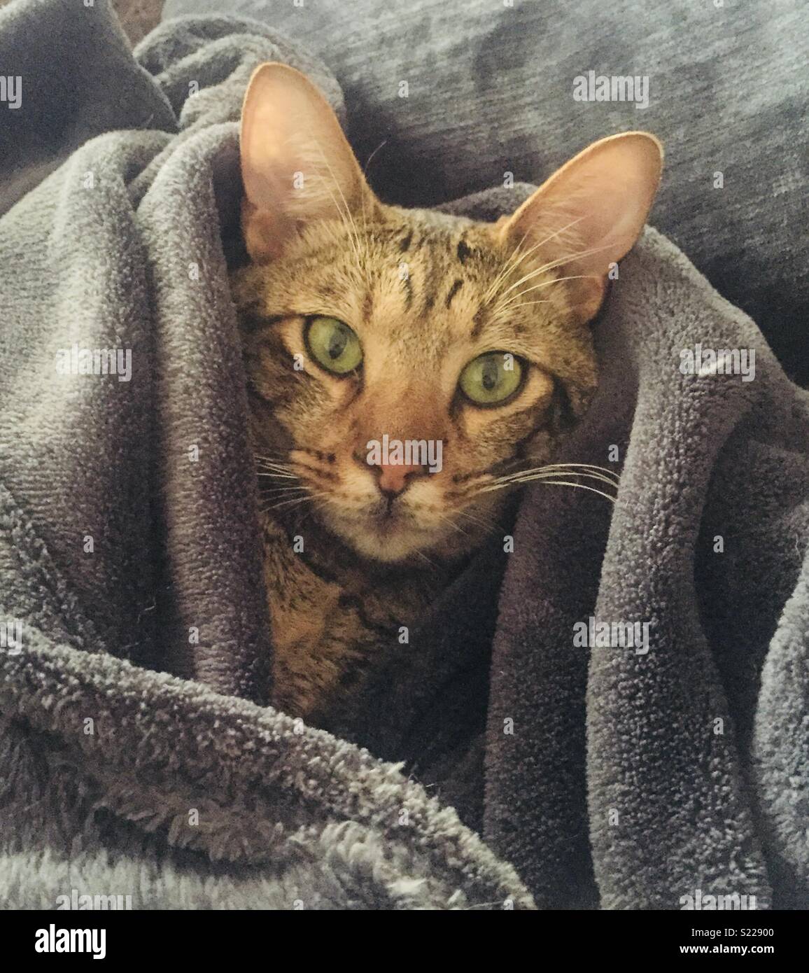 Katze in eine Wolldecke Stockfoto