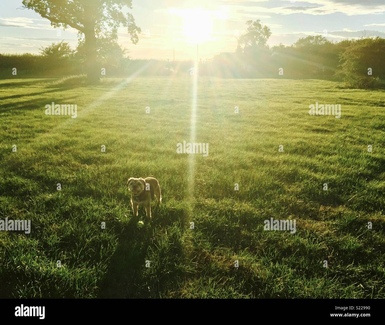 Sunshine Hund gehen Stockfoto