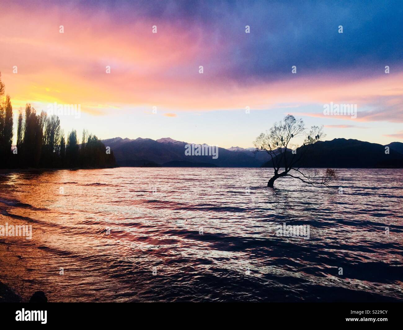 Baum, Wanaka Lake Wanaka, Neuseeland Stockfoto