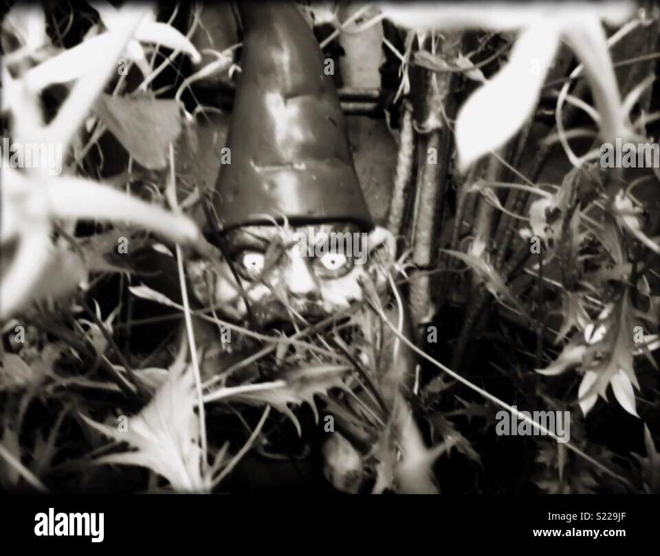 Zombie Gartenzwerg Stockfoto Bild 311067415 Alamy