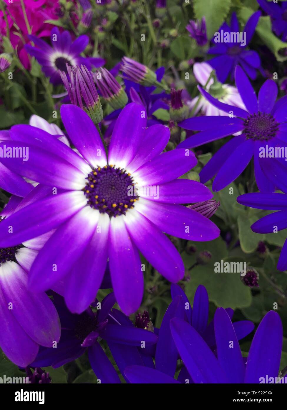 Lila Blüten Stockfoto