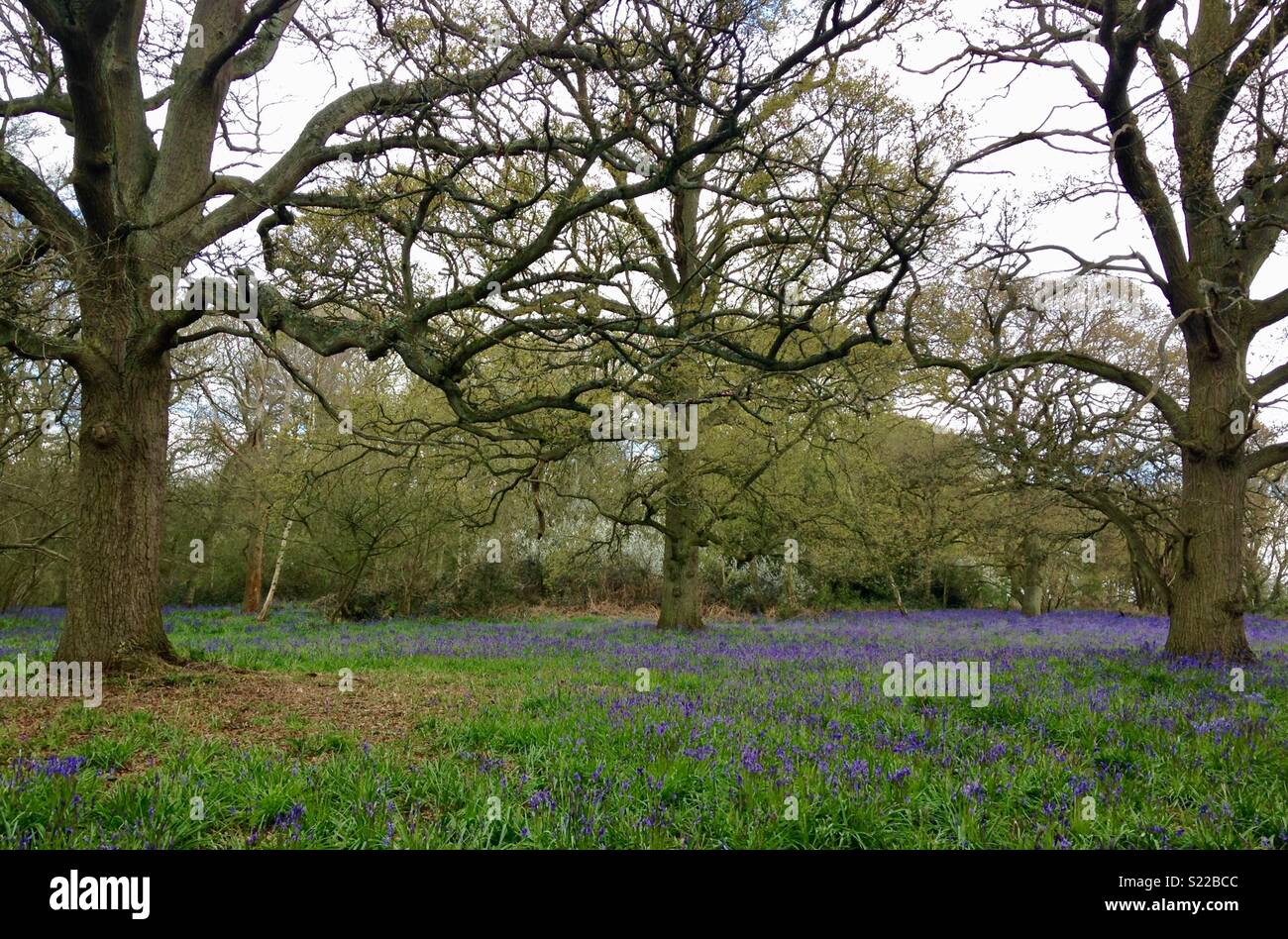 Bluebells im Wald Stockfoto