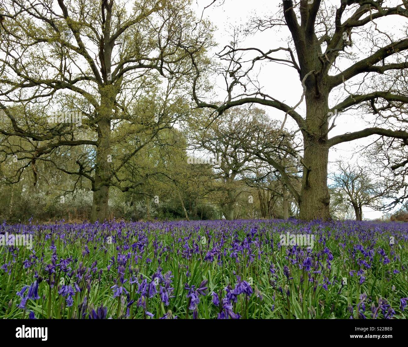 Bluebells im Wald Stockfoto