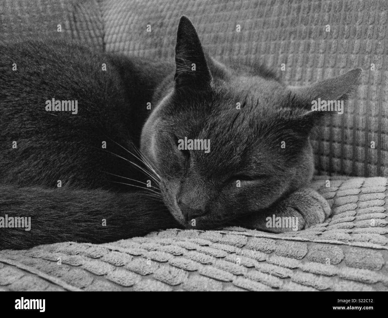 Sleepy graue Katze Stockfoto