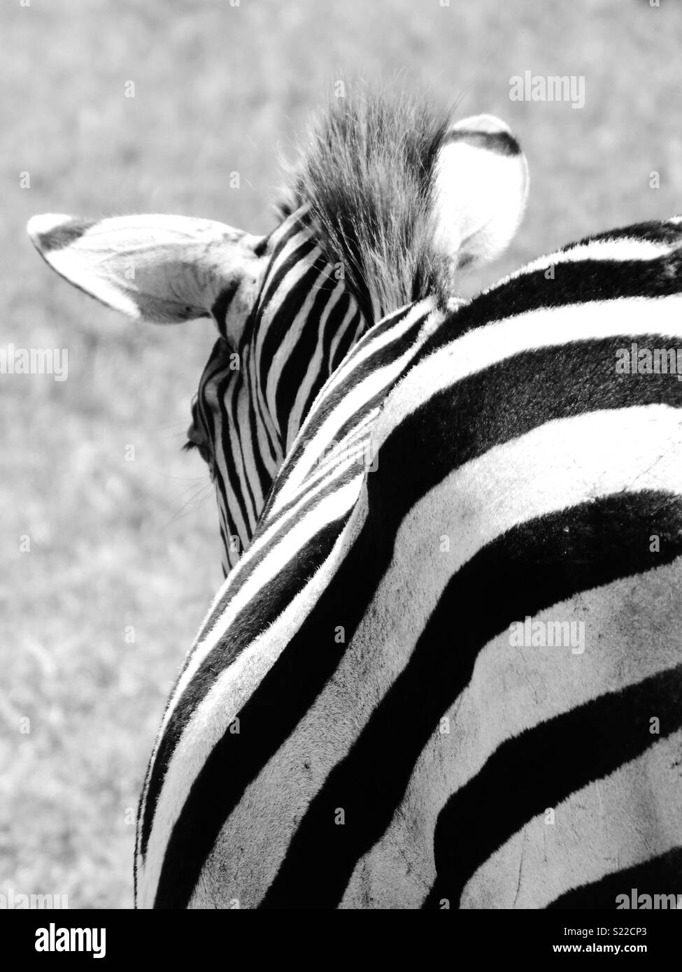 Schwarze und Weiße Nahaufnahme Zebra von hinten. Masai Mara National Park, Kenia. Stockfoto