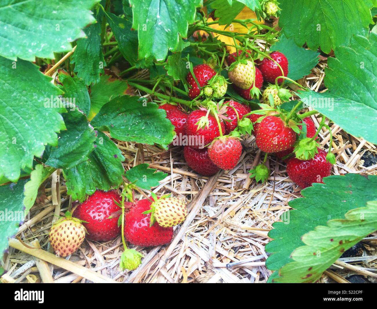 Erdbeeren Wachsen In Einem Bauern Feld Stockfoto Bild 311069879