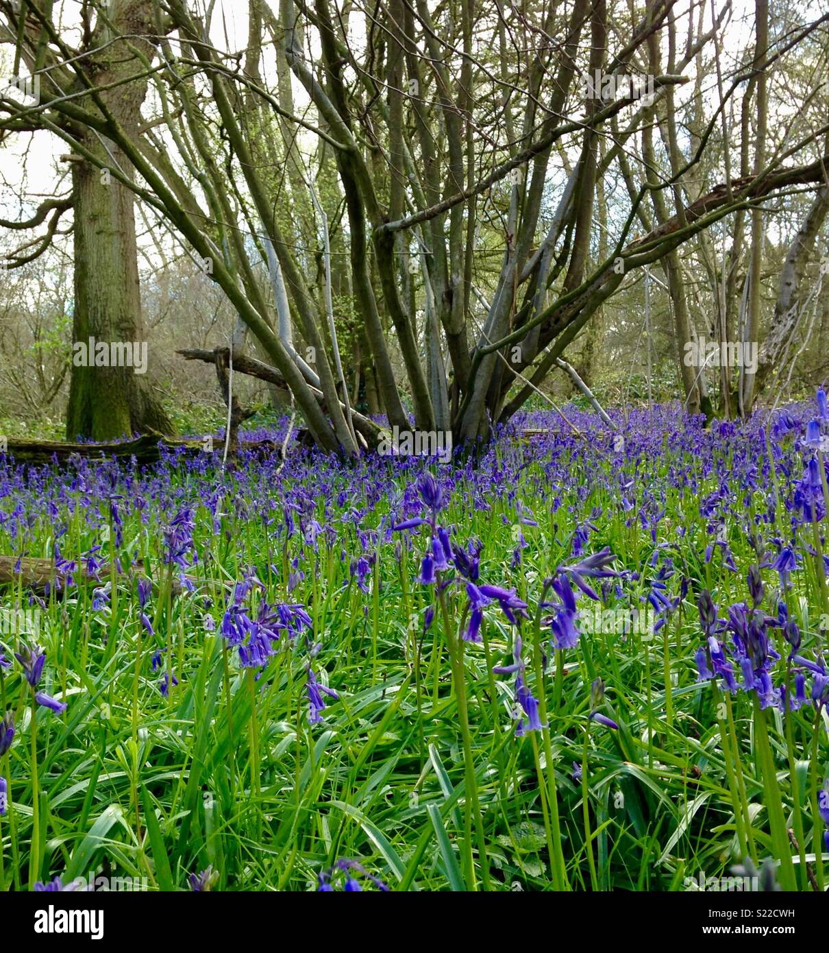 Bluebells im Wald Stockfoto