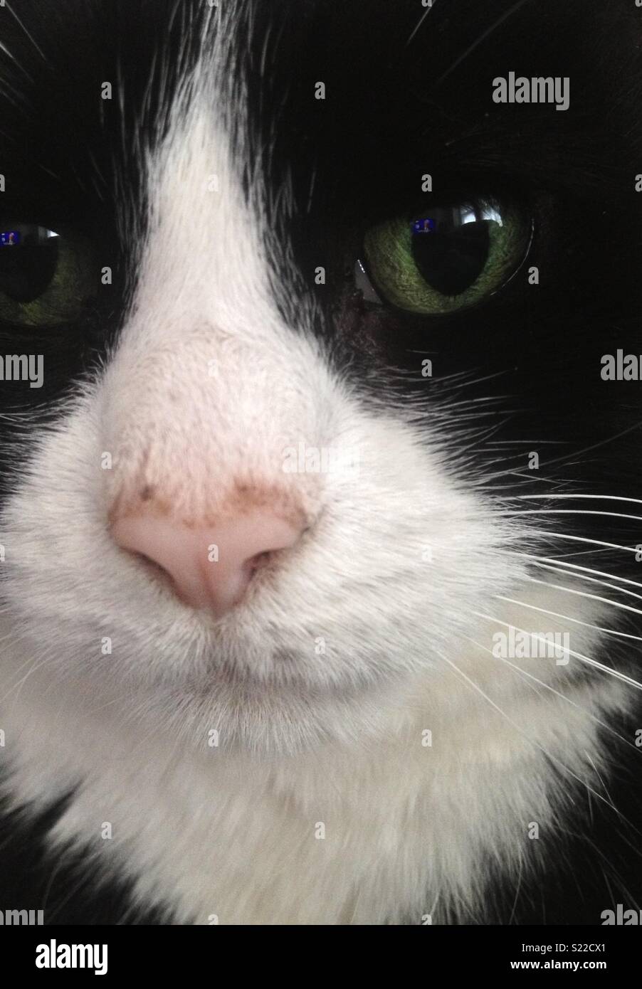 Nahaufnahme von Katzen Gesicht Stockfoto