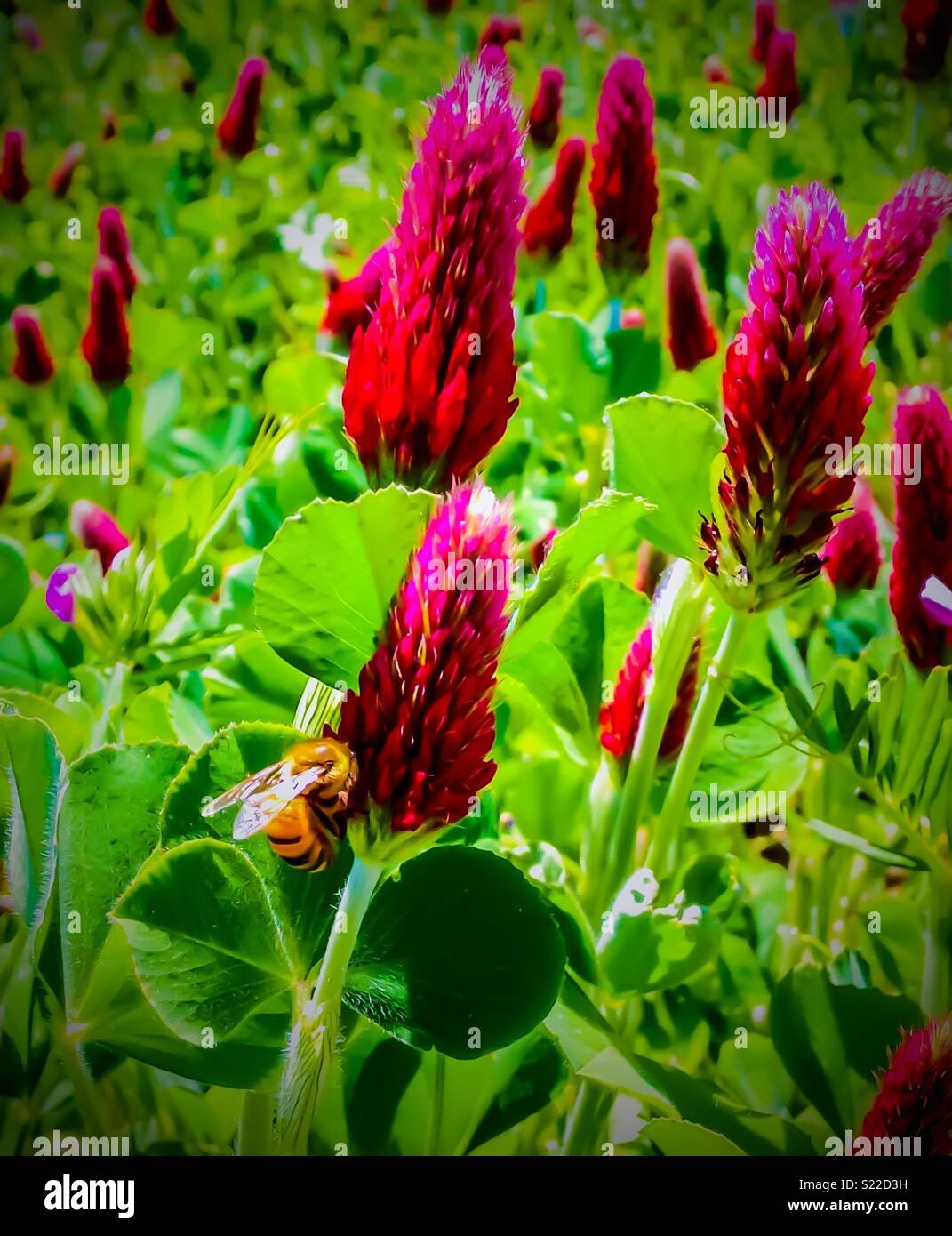 Feder Honig fließen - honey bee findet Nektar in Bereich der Purpurroter Klee in North Carolina - Smartphone-aufgenommenes Stockfoto
