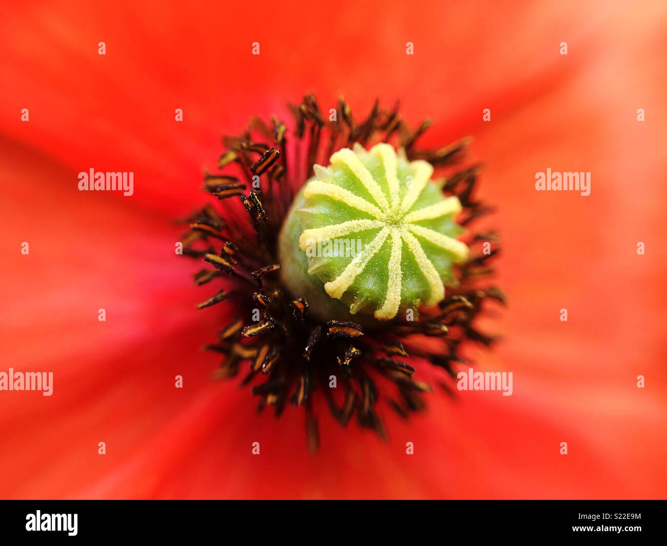 Mohn Makro Stockfoto