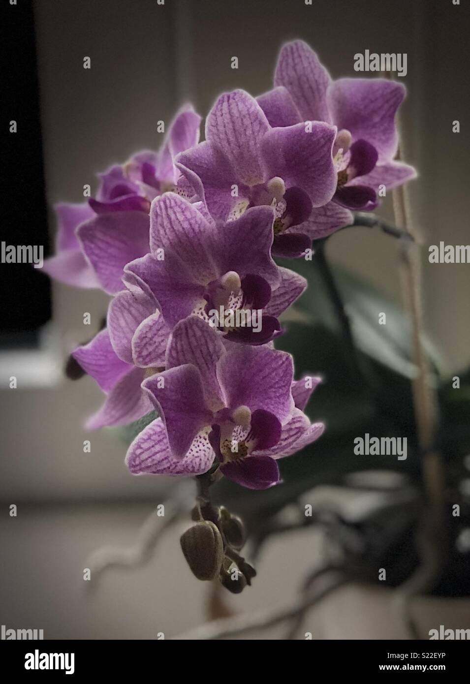 Phalaenopsis Orchidee in voller Blüte. Stockfoto