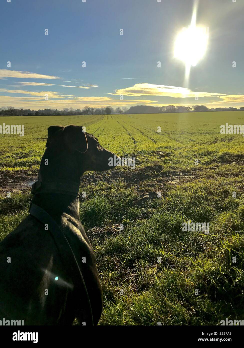 Sonnigen morgen Hund gehen Stockfoto