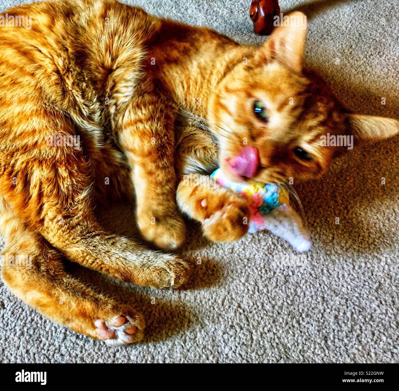 Orange tabby Cat spielt mit catnip Spielzeug wie Eis kegelförmig Stockfoto