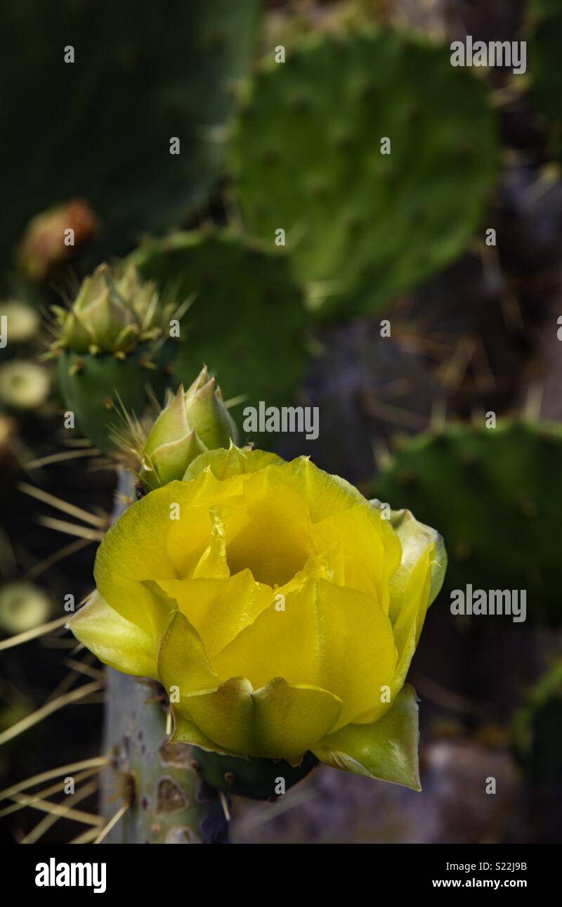 Gelbe Kaktusblüte. Liebe, wie es so schön in einer feindlichen Umgebung aufwachsen können. Stockfoto