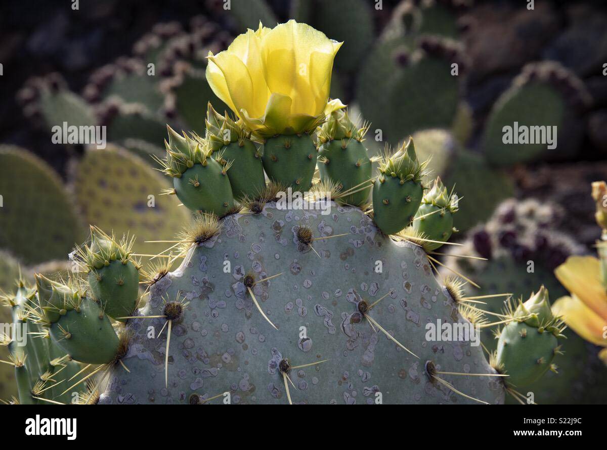 Gelbe Kaktusblüte. Etwas o Schöne wächst in einer feindlichen Umwelt. Frühling in der Wüste. Stockfoto